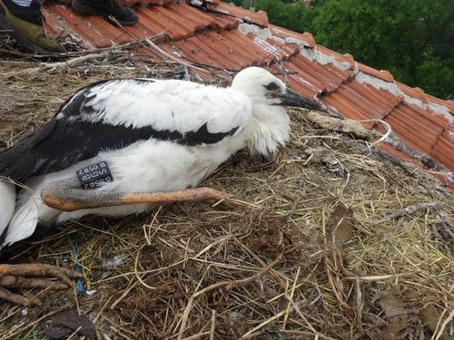 A young stork in his nesting site in Belozem - maybe a good inspiration for your drawings. © Green Balkans