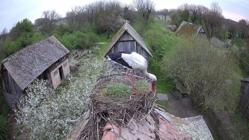 Blick ins Nest