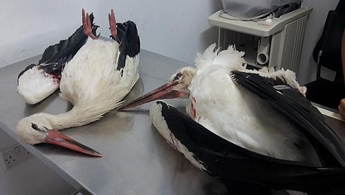 Two of the shot down storks at the vet. © BirdLife Malta
