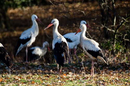 White storks are sociable birds. Not only do they breed close together, they also forage together in the fields and meadows of the Knepp estate. © Knepp Estate/ White Stork Project some white storks in autumn in England