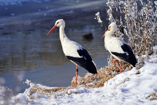 two storks during winter