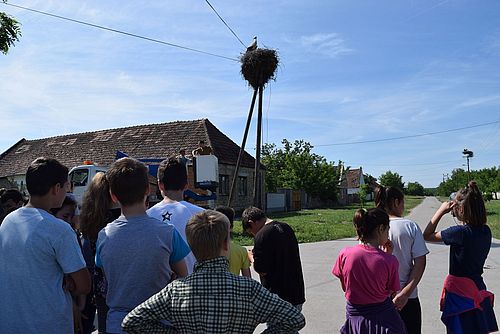 A group of youngsters is about to witness how young storks will be ringed in the service of science. © Milica Radanovic