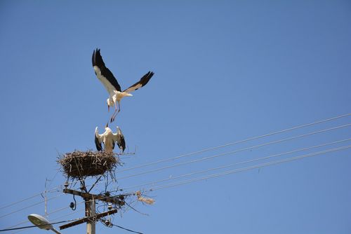 Storks on their eyrie