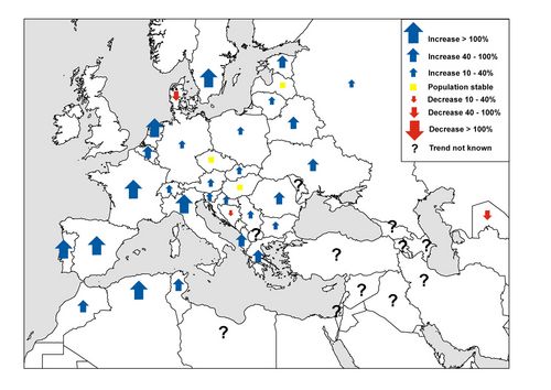 Development of white stork populations in Europe. © Michael-Otto-Institut im NABU Bergenhusen Ups and downs at white stork population in Europe