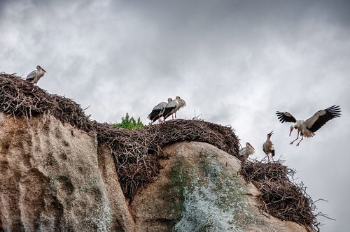 White Storks are breeding on rocks