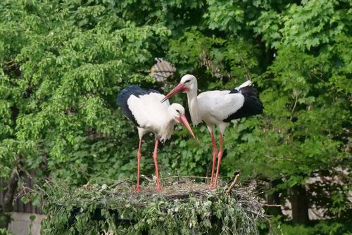 Storks on their nest