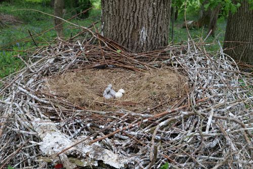 Newly hatched: A few days old white stork chicks in the nest. This is on the ground in a enclosed area of the site. The parents are injured and partially unable to fly. They have been nursed back to health at the Knepp Estate and supported with additional feeds so that they can raise their young. © Anja Arning Newly hatched white storks in the eyrie