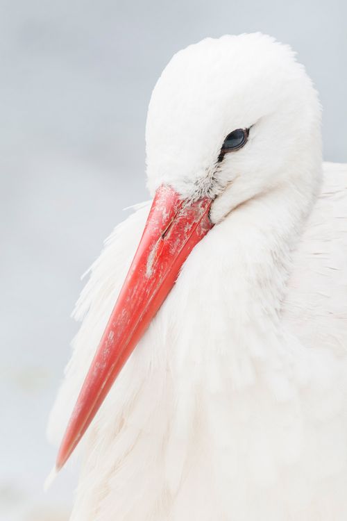 clearly visible beak of the white stork
